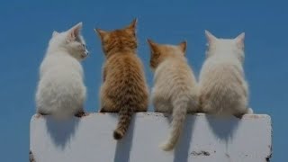 NEW FUNNY CAT VIDEOS 🐈 CUTE KITTEN VIDEOS ❤️ FUNNY VIDEOS ANAK KUCING LUCU #cat #funny #love #viral