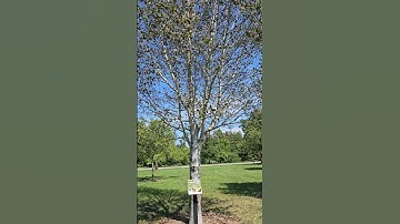 SOUND ON! This is a "Quaking Trembling Aspen" tree