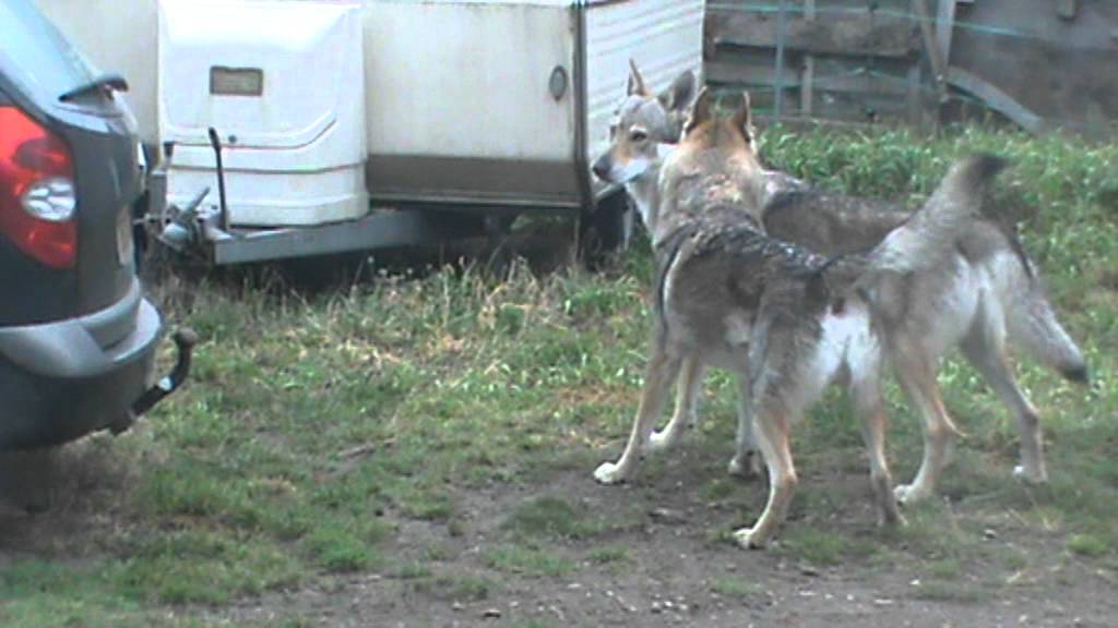 Comportement Entre Chien Loup Tchecoslovaque