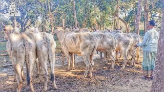 @ইন্ডিয়ান গরু দেশী হাড্ডিসার বলদ গরু পাশাপাশি হাল চাষের বলদ গরুর দাম যশোর হাট চৌগাছা