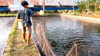 🔴Menjawab Arogansi Bakul Ikan ‼️ Memelihara Ikan itu Sulit jangan di sakiti bos.