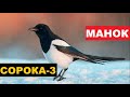 🔊ГОЛОС (МАНОК) СОРОКА 3 - КАК РАЗОЗЛИТЬ СОРОКУ?