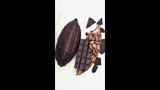 How to Make Chocolate 🍫 - Bean to Bar #shorts
