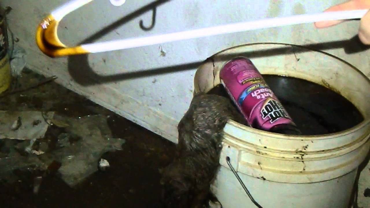 abandoned house with a dead cat in a it in lancaster ca 9//13 YouTube