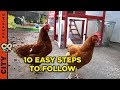 How to raise chickens in your backyard 10 tips