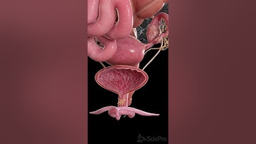 🚻 Understanding Cystitis: What You Should Know 🚻 #anatomy