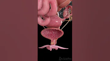 Understanding Cystitis What You Should Know Anatomy 