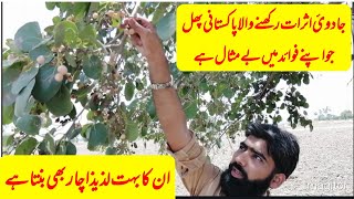 Nazla/zukam/khansi ka ilaj| spistan health benifits |لعوق سپستاں | سپستاں کے فوائد |hk sajid farooqi