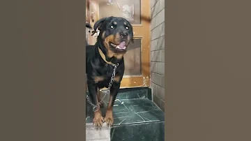 Rottweiler Barking 