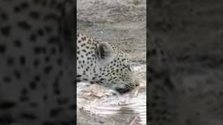 leopard is thirsty