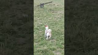 Jack Russell . Two Jacks ( part 6 )