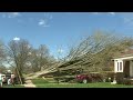 Strong winds topple massive tree in Wyandotte