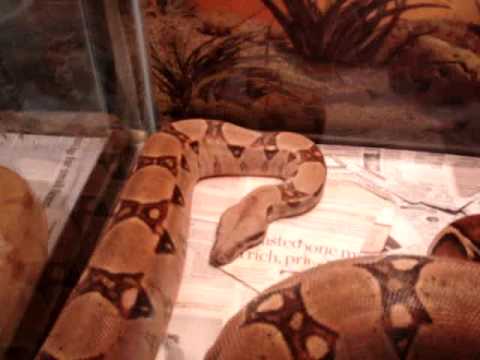 Boas breeding (Hypo Hogg Island x nice big female)...