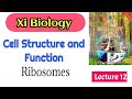 Ribosomes class 11 biology in sindhi IBA junior science teacher