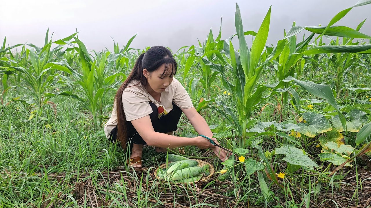 Girl harvesting cucumbers to sell - Daily Life Thuy - YouTube