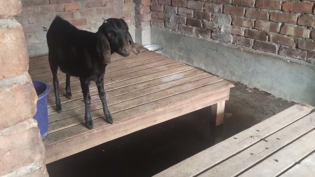 সকালের খাবার খেয়ে খামারের সকল সদস্য হেঁটে চলে বেড়াচ্ছে 