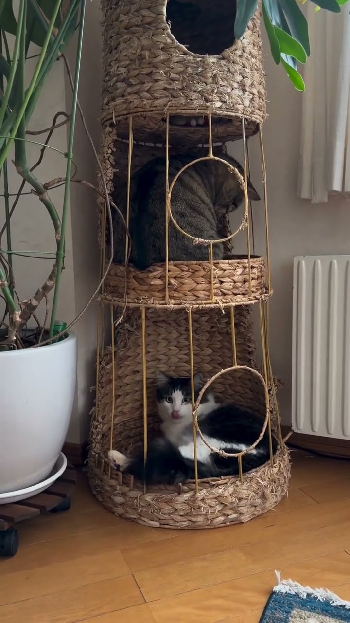 Belle mission des chat