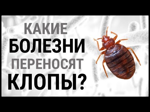 Какие болезни переносят постельные клопы?