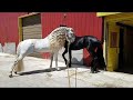 Horse Lovers | Animals Have Soul 2018