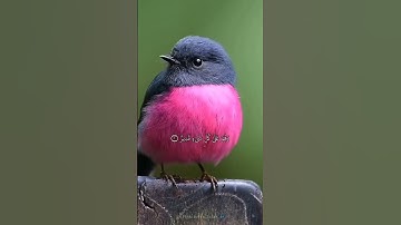 تلاوة رائعة من سورة الحديد بصوت احمد العجمي 🌙💕💚
