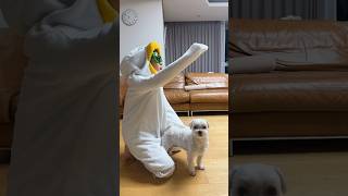 잘 훈련된 강아지 #funny...