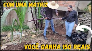 Vamos que novidades e trabalho aqui no Mini Sitio #rural #sustainability @TILAPIAMinhaVida