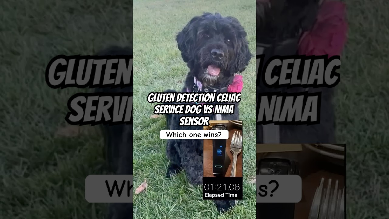 How does a Nima Sensor Compare to a Gluten Detection Service Dog? This is just a fun video, but it