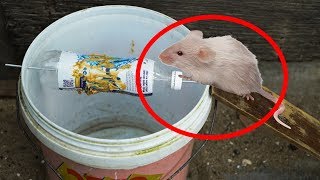 How To Make a Bucket Mouse Trap - Rat Trap 
