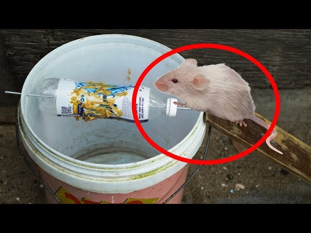 How to make rat trap by bucket in deep hole 