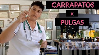 DICAS SOBRE COMO ELIMINAR PULGAS E CARRAPATOS