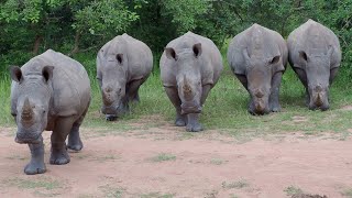 Grossartige Buschwanderung Im Ziwa Nashorn Schutzgebiet Und Lugogo Sumpf Uganda 2019 4K Video