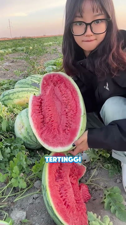 Semangka Ini Padat dan Tidak Berair❗😮