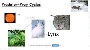 predator prey cycles