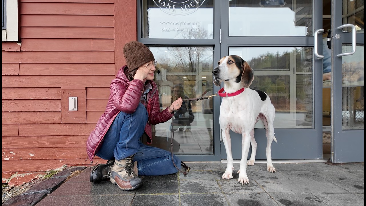 Come along and meet dogs, Charles the talking Hound dog, Verona the Akita, and Max the three stuffy champion!  Also featuring super sweet kitties, Willow, Leona, Hammond, Boots, Jessie and Miko.  All wonderful pets looking for their forever home.
