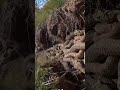 A ilha mais perigosa do Brasil… #curiosidades #viral #shorts #cobra #ilha