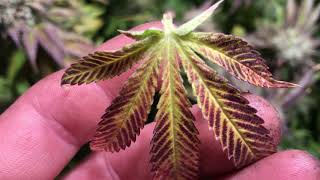 Day 54 flower grow weed like a guru. Season 2 video 11