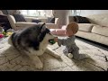 Baby Steals Giant Dog's Toys! Playing Ball Together (Cutest Ever!!)