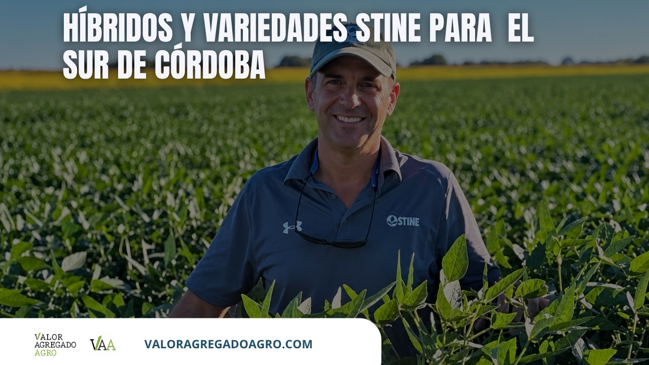 Maíz y soja 2026/27: qué híbridos y variedades recomienda Stine para el sur de Córdoba