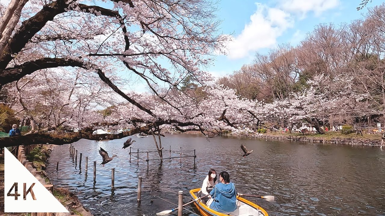 【4K】Cherry blossom viewing walk from Kanda River to Inokashira Park - Tokyo, Japan
