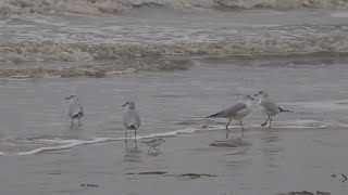 Authorities warn about bacteria found at Southeast Texas beaches
