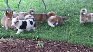 Welsh Corgi Puppies For Sale