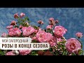 Розы в конце сезона \ Мой Загородный \  6 серия