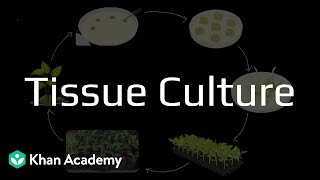 Tissue Culture | Introduction to Biotechnology | Class 9 | Science | Maharashtra | Khan Academy