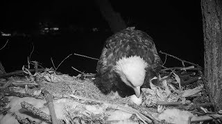 Decorah Iowa~Decorah Mom is laying the first egg..~22:33 2019\/02\/22