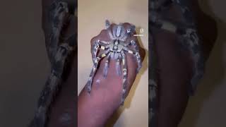 Poecilotheria Ornata