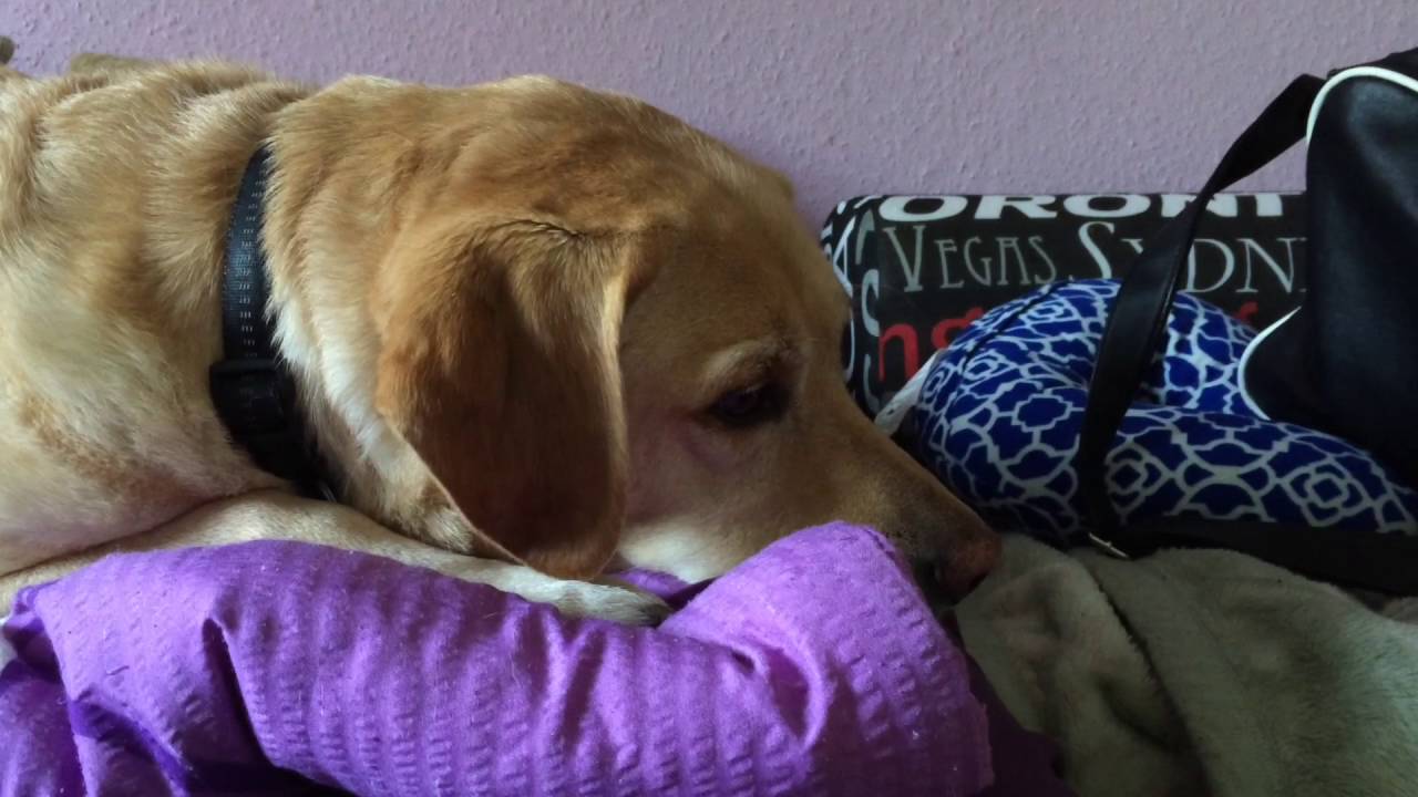 Schlafende Hunde soll man nicht wecken YouTube