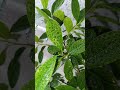 Day 16: Overview of Ficus Bonsai Retusa Goes Viral! #chill #plantcare #ficusbonsairetusa