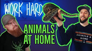 Differences, Similarities, & Ethics of the Invert & Reptile Hobbies w/ Animals At Home by Tarantula Collective 1,639 views 4 months ago 1 hour, 59 minutes