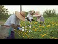 映画「紅花の守人 いのちを染める」特報 (ナレーション:今井美樹)