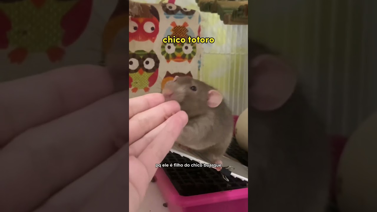 explicando o nome dos meus 70 pets #shorts